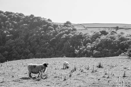 Black and white photo Lamb on green grass