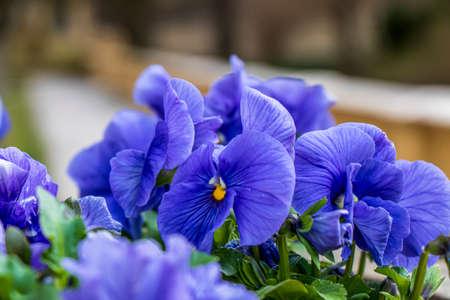 Beautiful purple pansies with green leavesの写真素材