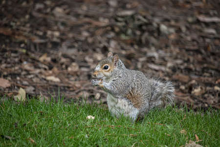 Gray squirrel in an English park on green grass on a sunny dayの写真素材