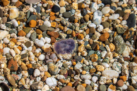 New Polzeath Cornwall - colorful stones on the beach