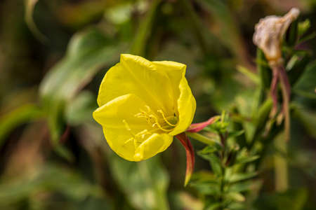 Beautiful summer flowers in an English park in Lichfieldの写真素材