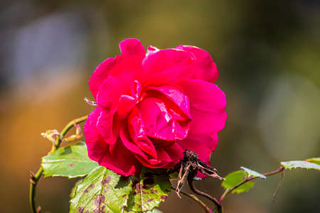 Beautiful summer flowers in an English park in Lichfieldの写真素材