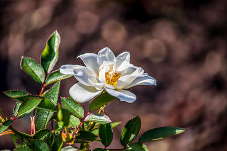 Beautiful summer flowers in an English parkの写真素材