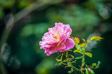 Beautiful summer flowers in an English park