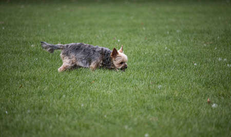 Yorkshire terrier - a small dog on the green grass in an English park in Wolverhampton
