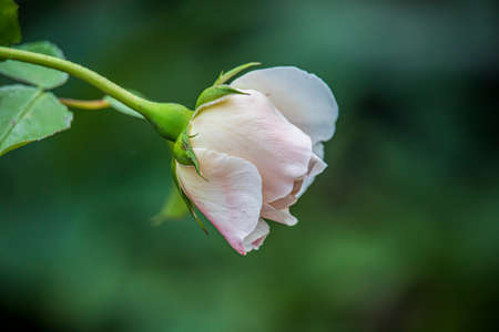Beautiful flowers in an English park in Oxfordの写真素材