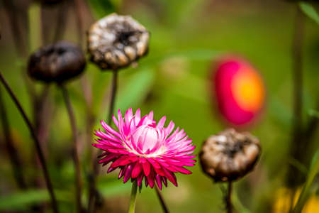 Beautiful flowers in an English park in Oxford