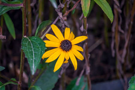 Beautiful flowers in an English park in Oxfordの写真素材