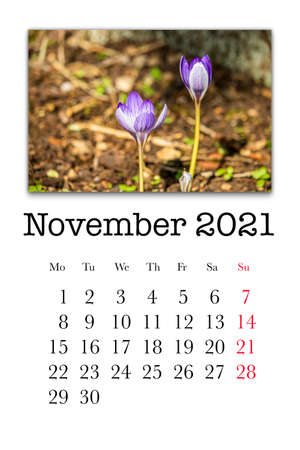 Calendar card for the month of November 2021の写真素材
