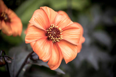 Beautiful Flowers In An English Parkの素材 Fy ストックフォトのamanaimages Plus