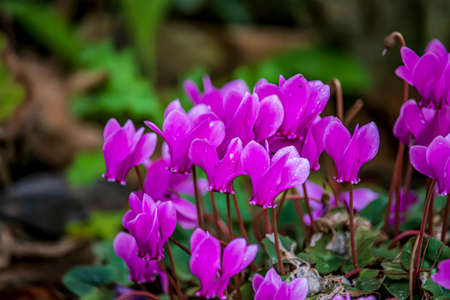 Beautiful flowers on a sunny day in an English park in Oxfordの写真素材