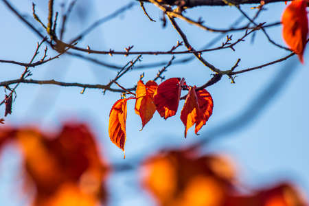 Colorful autumn leaves on a sunny day in an English park
