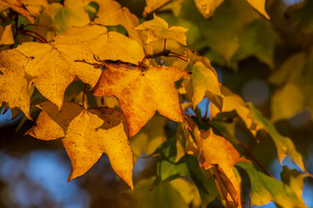 Colorful autumn leaves on a sunny day in an English park