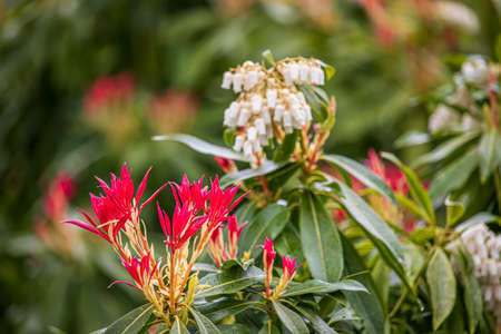 Beautiful spring flowers against a blurred background in a park in Wolverhampton, West Midlands,...