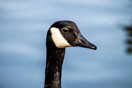 Ducks on a blurred background in a park in Wolverhampton, West Midlands, England.の写真素材