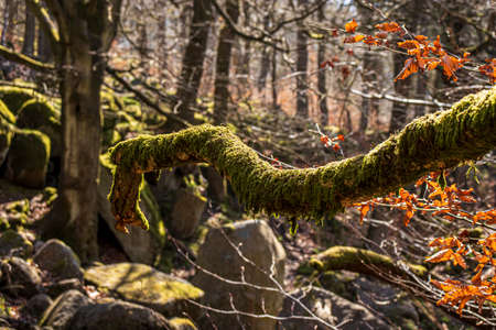 Gorge in Padley-Peak District National Park, Derbyshire, England. Green moss on trees.の写真素材