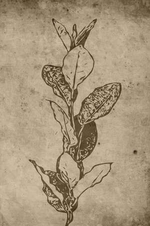 Printable botanical illustration. Modern rustic wall decoration for the room. Cover design, wallpaper.の写真素材