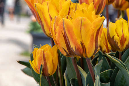 Beautiful spring tulips in the Netherlands