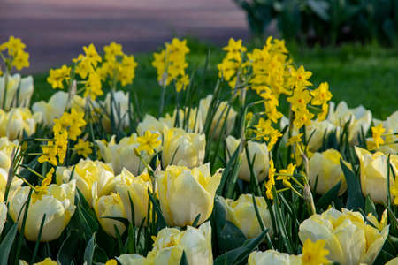 Beautiful spring tulips in the Netherlands