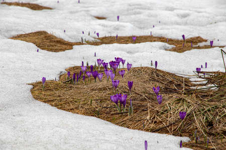 Beautiful spring flowers. Violet crocuses in the Chocholowska Valley Tatra Mountains Zakopane...