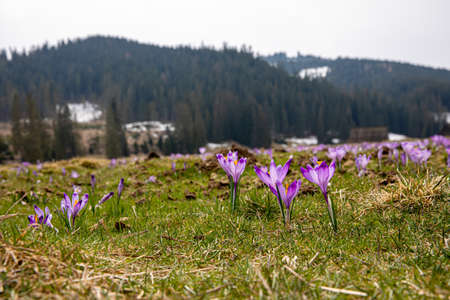 Beautiful spring flowers. Violet crocuses in the Chocholowska Valley Tatra Mountains Zakopane Poland.の写真素材