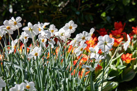 Beautiful spring flowers in the Netherlands