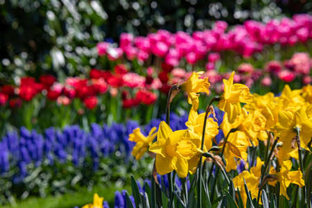 Beautiful spring flowers in the Netherlandsの写真素材