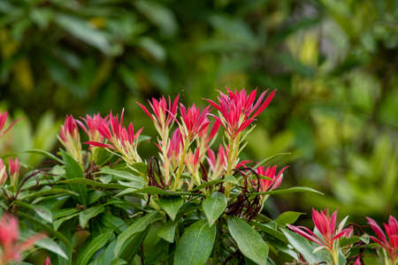 27 February 2022 Wolverhampton England. Beautiful spring flowers in an English parkの写真素材