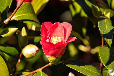 Beautiful spring flowers in an English parkの写真素材