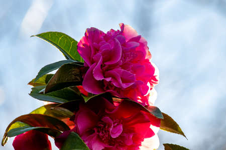 Beautiful spring flowers in an English parkの写真素材