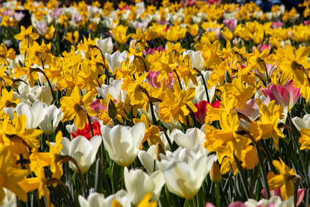 Beautiful spring flowers in the Netherlands. Narcissusの写真素材