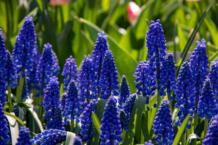 Beautiful spring flowers in the Netherlands. Hyacinths