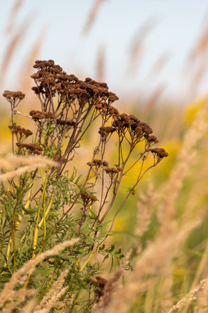 Field plants against a blurred background in an English park.の写真素材