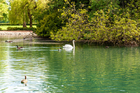 Beautiful landscape in a park in Wolverhampton.の写真素材