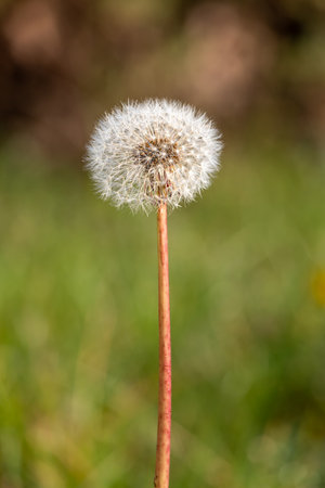 Field plants against a blurred background in an English park.の写真素材