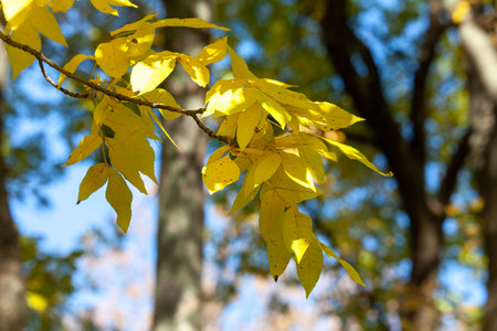Fall leaves in an English park in Wolverhampton on a sunny day