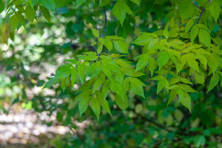 Fall leaves in an English park in Wolverhampton on a sunny day