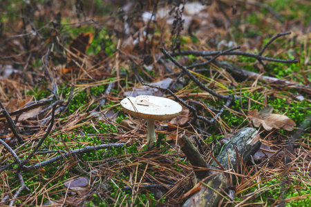 Poisonous mushrooms in the forest in Octoberの写真素材