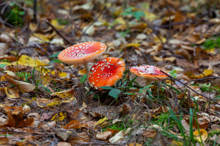 Poisonous mushrooms in the forest in October