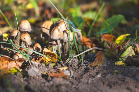 Poisonous mushrooms in the forest on a sunny October dayの写真素材