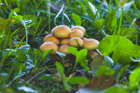 Poisonous mushrooms in the forest on a sunny October dayの写真素材