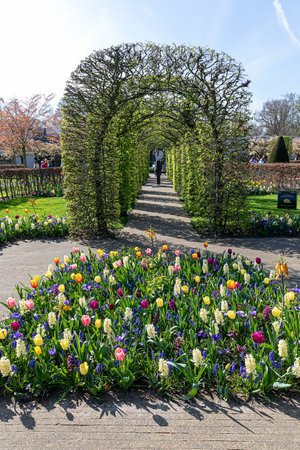 April 14, 2022 Lisse, The Netherlands. Beautiful public garden with spring flowers blooming. Popular tourist site.のeditorial素材