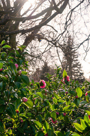 Beautiful spring flowers in an English park in Wolverhamptonの写真素材
