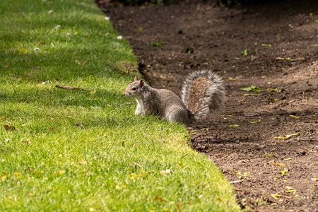 A gray squirrel in an English park in Wolverhamptonの写真素材