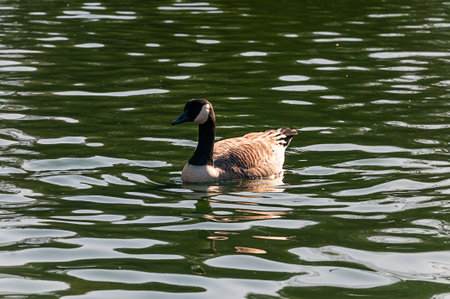 Ducks in a park in Wolverhampton, West Midlands, England. Sunny spring day.の写真素材