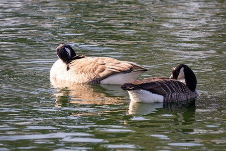 Ducks in a park in Wolverhampton, West Midlands, England. Sunny spring day.の写真素材