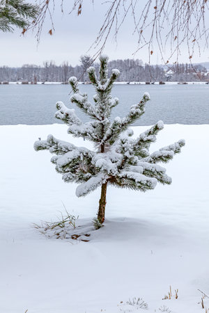 A thick layer of white snow on the plants in the parkの写真素材