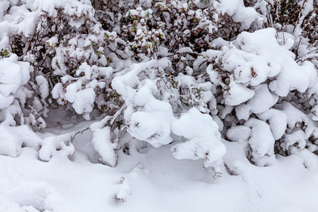 A thick layer of white snow on the plants in the parkの写真素材