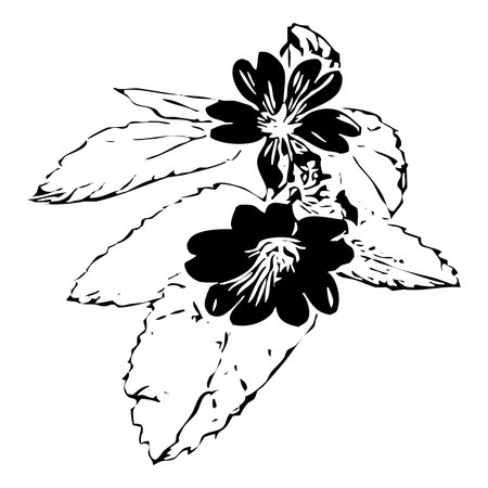 Vector illustration. Black flowers on a white background.のイラスト素材