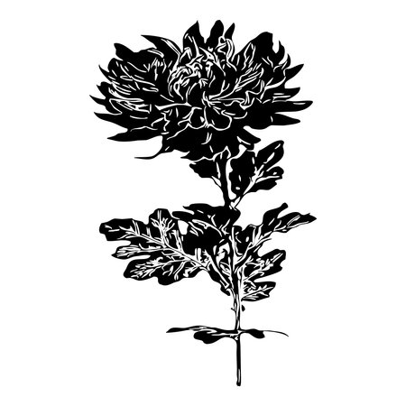 Vector illustration. Black flowers on a white background.のイラスト素材